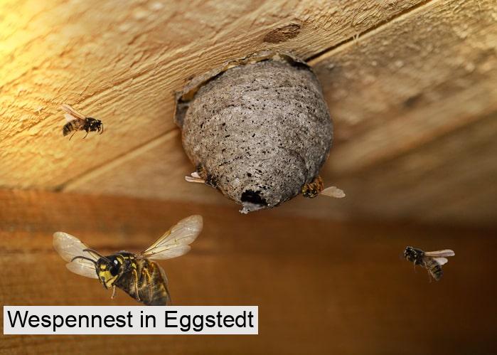 Wespennest in Eggstedt